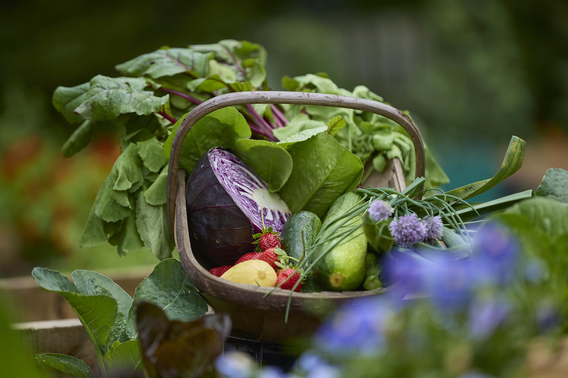 A basket of luscious fresh vegetables